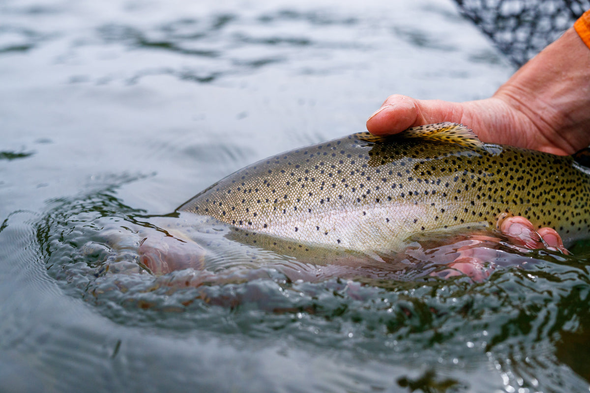 12 June 2021 - St Joe River Fishing Report